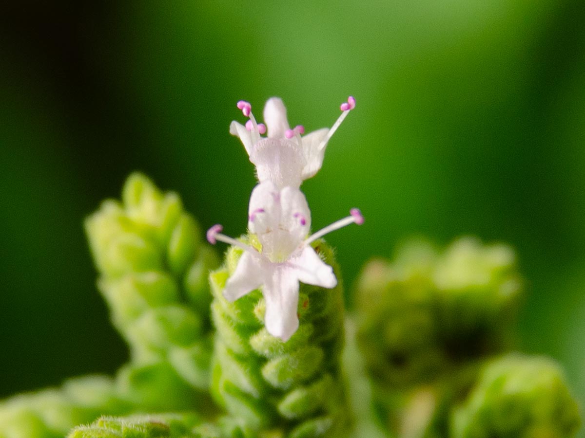 Blüte